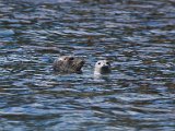 A Harbor Seal Mother looks at her pup by Gail Jackson.jpg