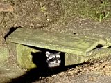 A Raccoon possibly scared by the eclipse by Diane Hichwa.jpg