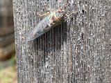 Adult Woodland Cicada by Peggy Berryhill.jpg