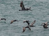 Brown Pelicans flying north by Sara Bogard.tif