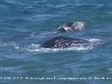 Gray Whale Calf and its mother by Shari Goforth-Eby.jpg