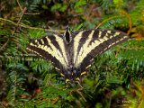 Western Tiger Swallowtail Butterfly by Craig Tooley.jpg
