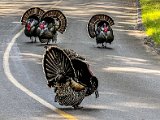 Wild Turkeys strutting down the street by Allen Vinson.jpg