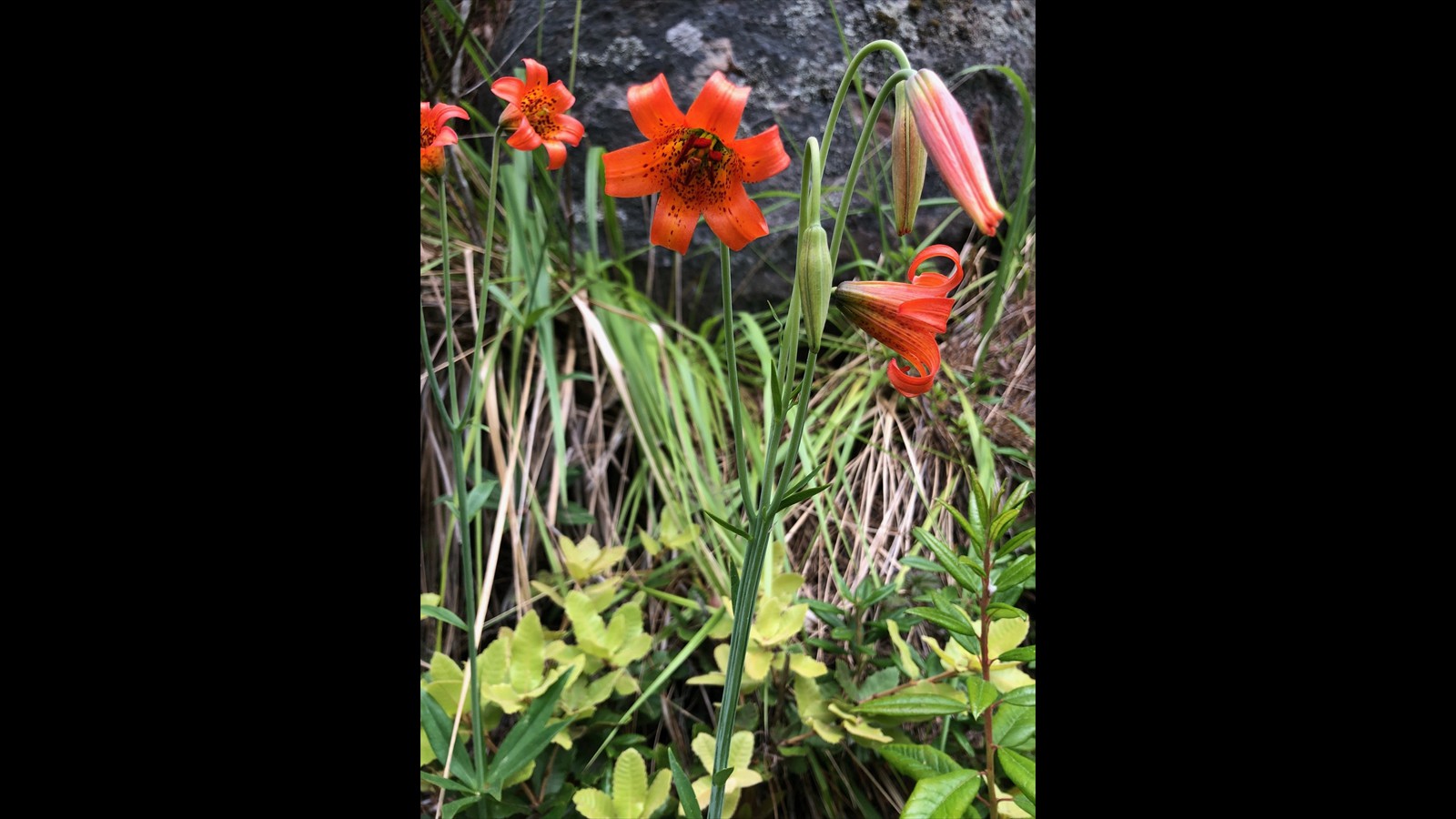 Coast Lilies at Salt Point State Park by Susan Rudy