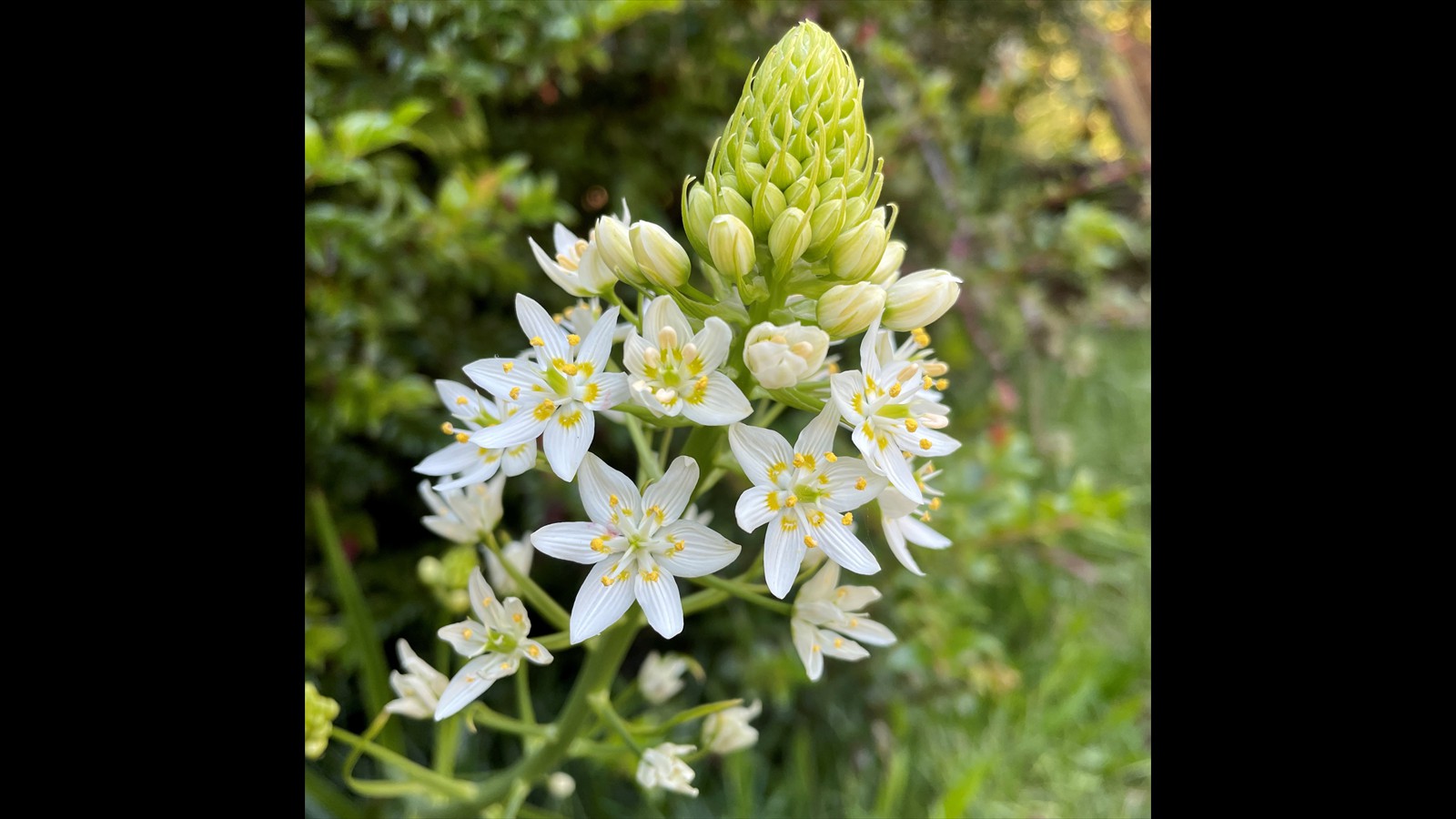 Fremont's Star Lily aka Death Camas, Toxicoscordion fremontii, c 2022 by Perry Hoffman