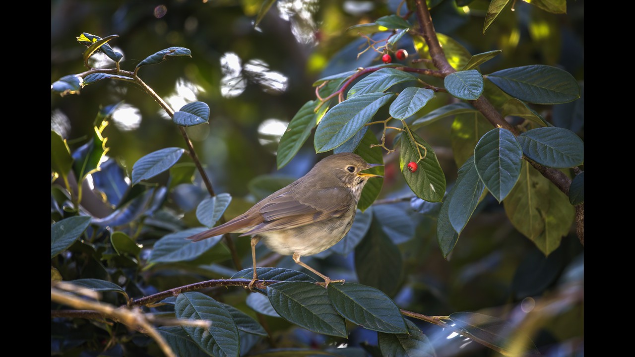 Hermit Thrush about to eat a berry by Ron Bolander