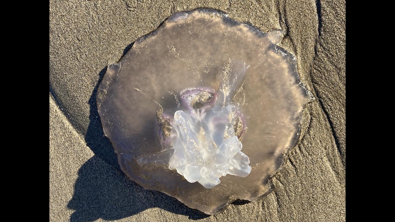 Moon Jelly washed up at Anchor Bay Beach by Sheila Shapiro