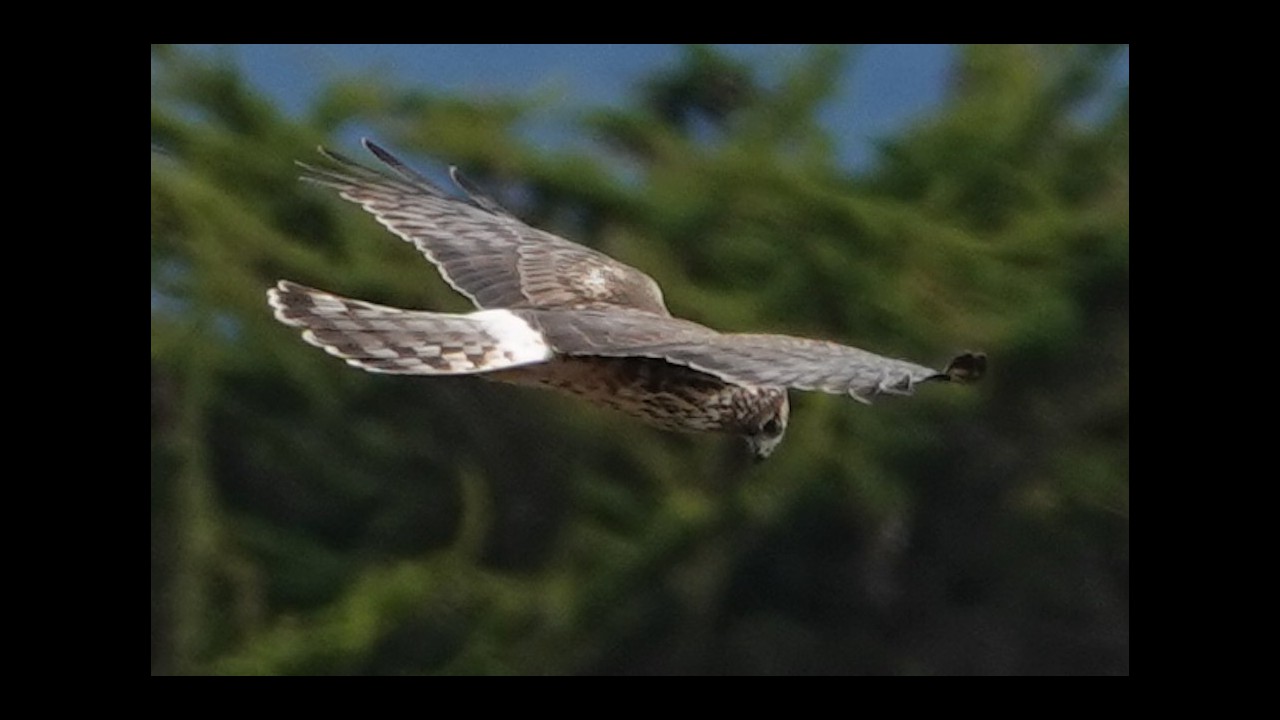Northern Harrier hunting at the Point Arena Lighthouse Peninsula by Sara Bogard