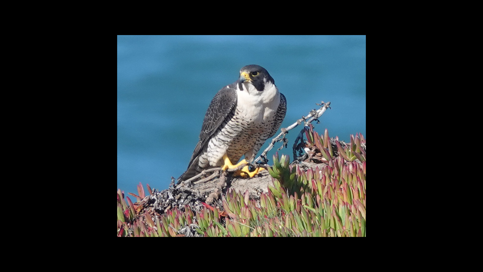 Peregrine Falcon at the Point Arena-Stornetta Lands by Sara Bogard