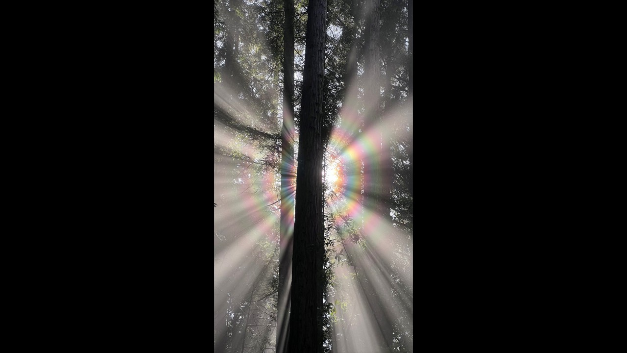 Rainbow haloed sunbeams in the Redwoods by Sarah Woods