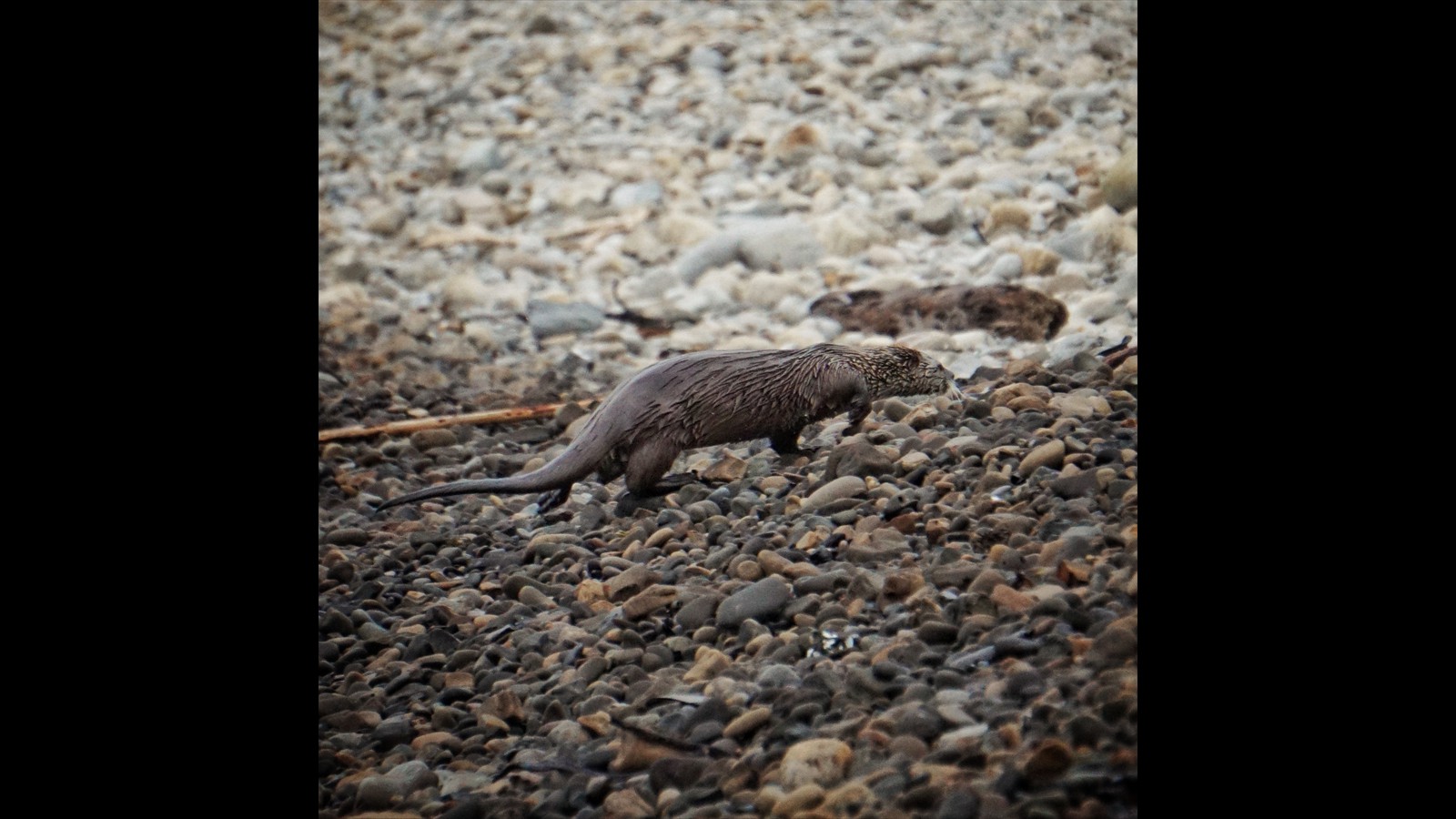 River Otter on the beach at the Point Arena Pier by Brenna Dix