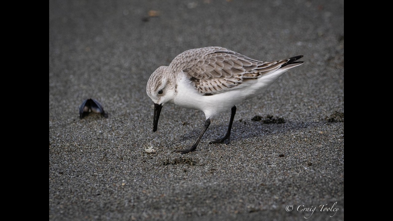 Sanderling finds a tiny Sand Crab by Craig Tooley
