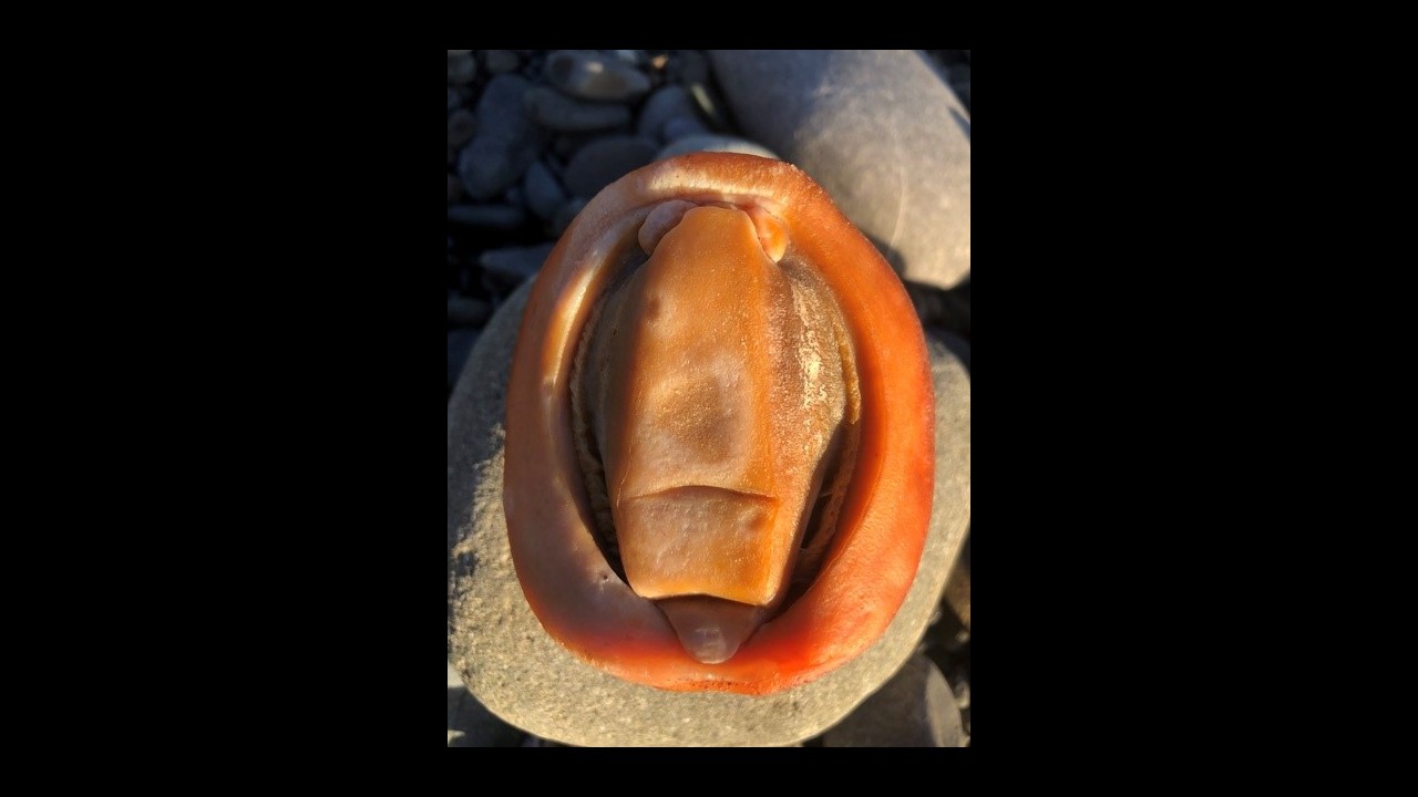 The underside of a Gumboot Chiton washed up at Anchor Bay Beach by Lisa Wieneke